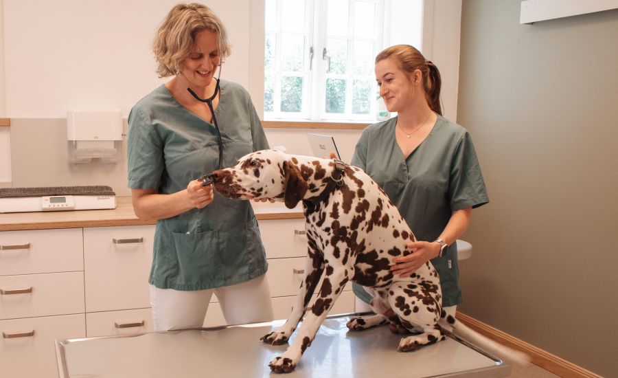 Hund auf OP Tisch mit Tierärzten